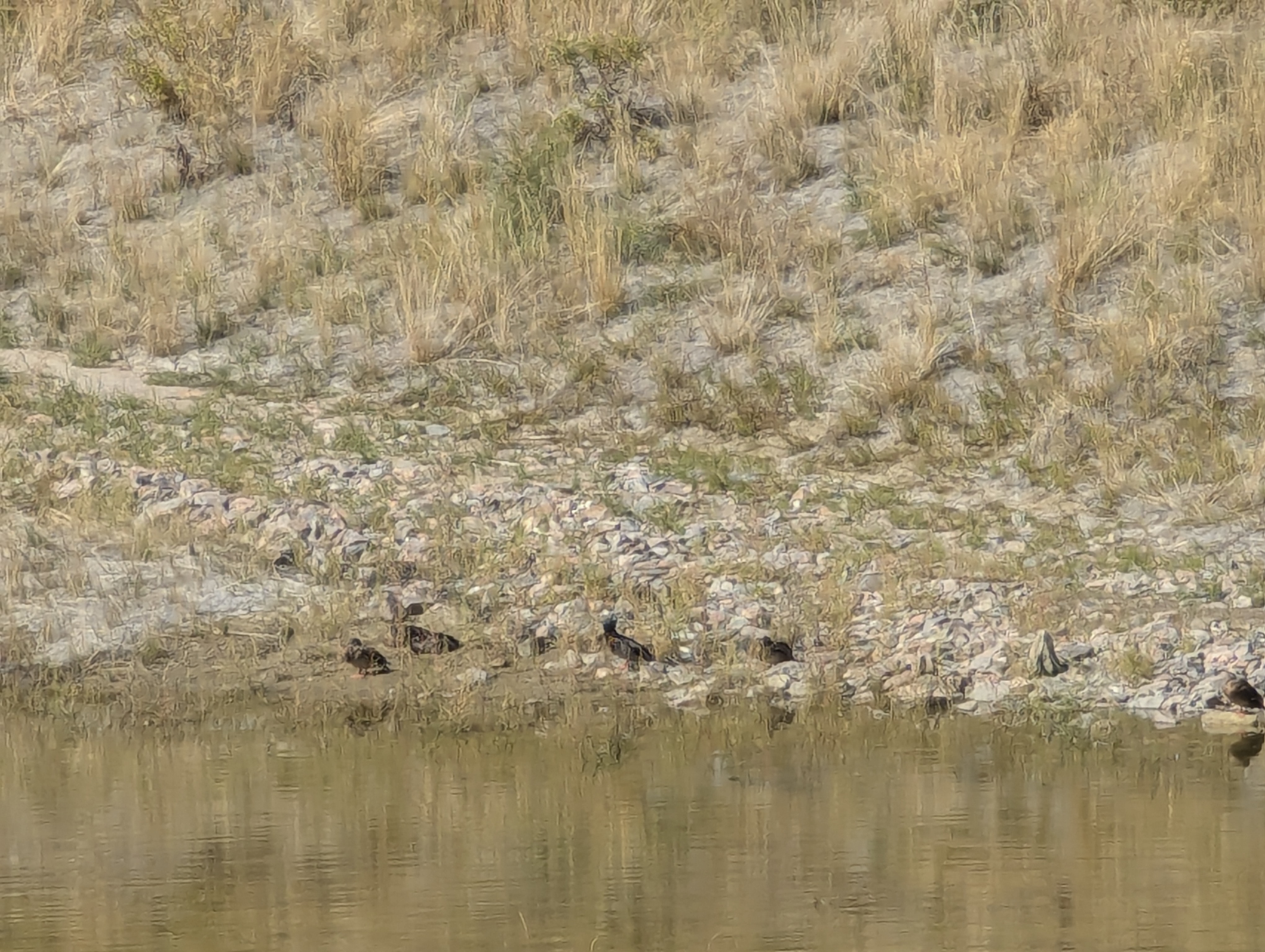 Duck Pond, Morrison, Colorado